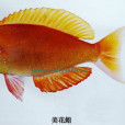 美花鮨 美花鮨