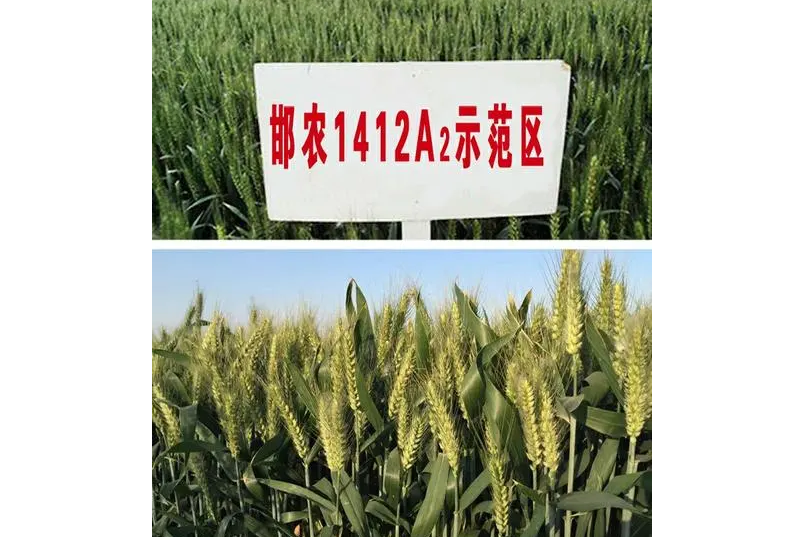邯農1412 邯農1412