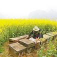 太行山蜂蜜 太行山蜂蜜