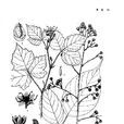歐洲木莓 歐洲木莓