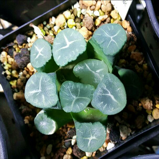 白瓷(百合科十二卷屬多肉植物)