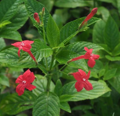 艷蘆莉(紅花蘆莉)