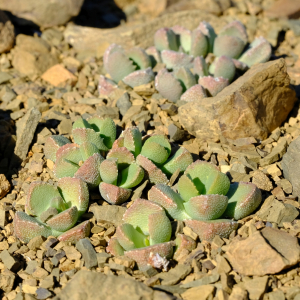 Stomatium loganii