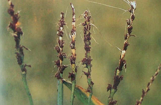小麥矮腥黑穗病菌
