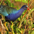 紫青水雞
