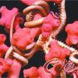 泡泡糖珊瑚蟲