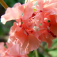 山字草 山字草