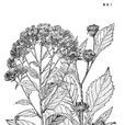 驅蟲斑鳩菊(桔梗目菊科植物) 驅蟲斑鳩菊(桔梗目菊科植物)