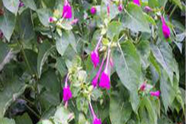 Mirabilis jalapa Mirabilis jalapa