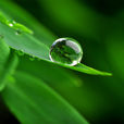 露水(自然現象) 露水(自然現象)