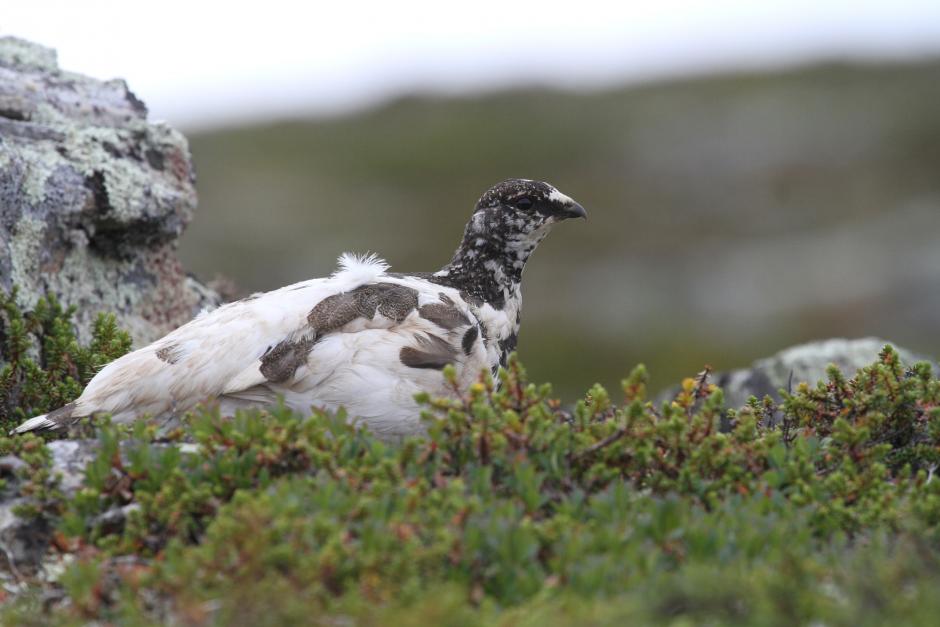 岩雷鳥紐芬蘭亞種