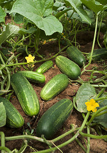 黃瓜的許多品種皆能自然產生單性結實