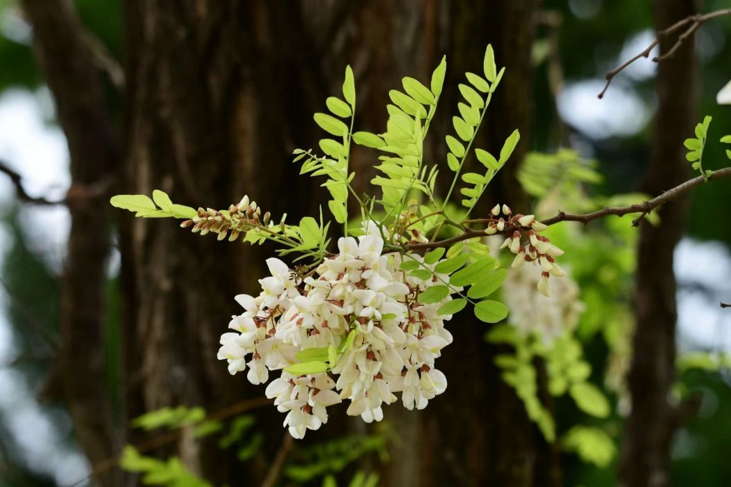 YN白花-021 YN白花-021