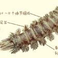毛馬陸 毛馬陸