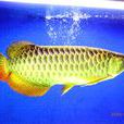 高背紅尾金龍魚(高背紅尾金) 高背紅尾金龍魚(高背紅尾金)