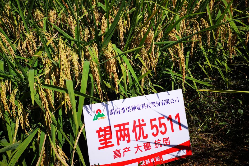 望兩優5511 望兩優5511