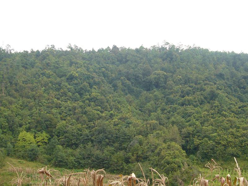 大莊科村-森林資源