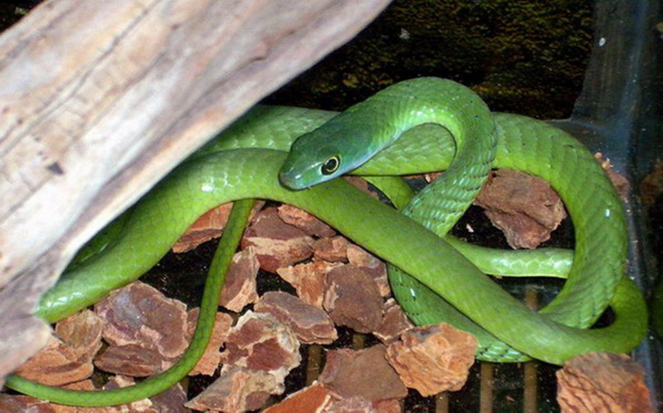 糙鱗綠蛇