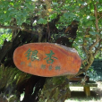 馬鈴果 馬鈴果