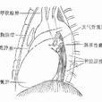 縱隔疾病 縱隔疾病