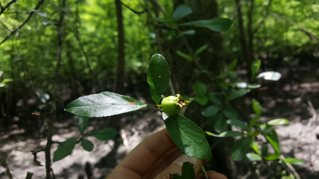 Crataegus aestivalis