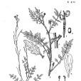 四川碎米薺 四川碎米薺