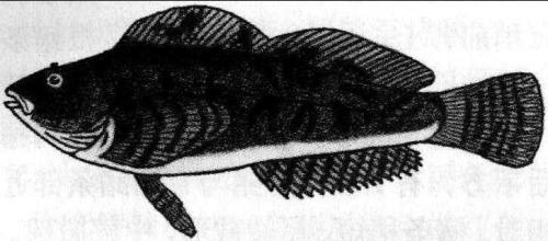 斑頭魚