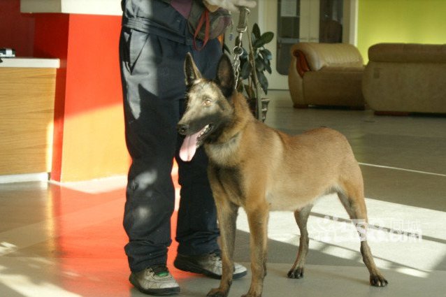 衙犬 衙犬