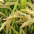 鐵粳11(禾本科植物) 鐵粳11(禾本科植物)