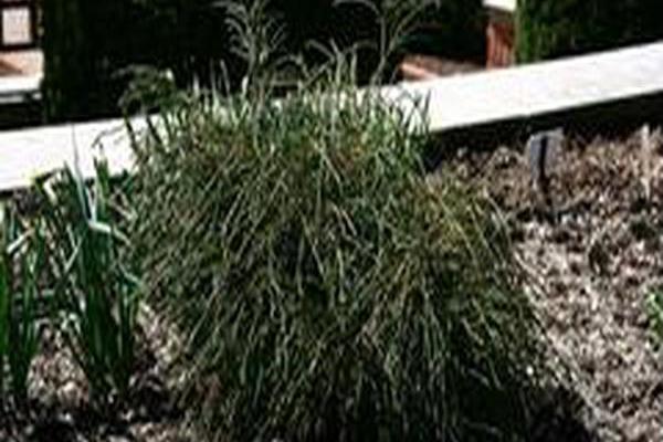 Thuja plicata \x27Whipcord\x27