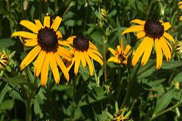 Rudbeckia fulgida \x27Early Bird Gold\x27 Rudbeckia fulgida \x27Early Bird Gold\x27