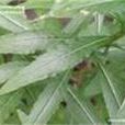 斑葉錦香草 斑葉錦香草