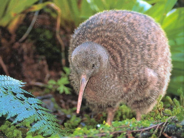 kiwi(幾維鳥的英文名稱)