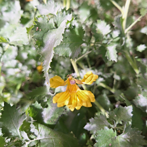 Goodenia kingiana
