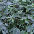 舌柱麻屬 舌柱麻屬