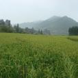 綱紀村(雲南省昆明市尋甸縣功山鎮綱紀村) 綱紀村(雲南省昆明市尋甸縣功山鎮綱紀村)