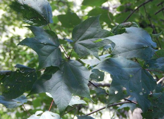 色木槭
