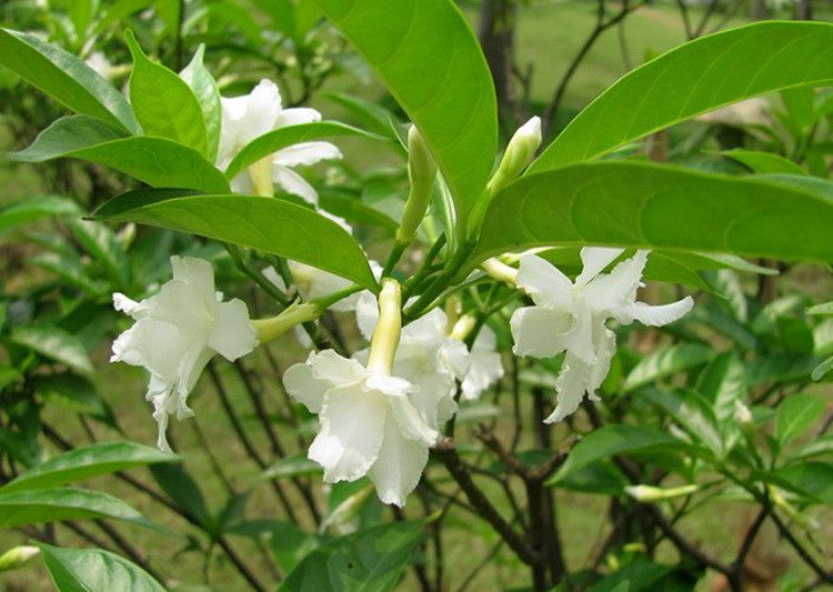 狗牙花屬 狗牙花屬