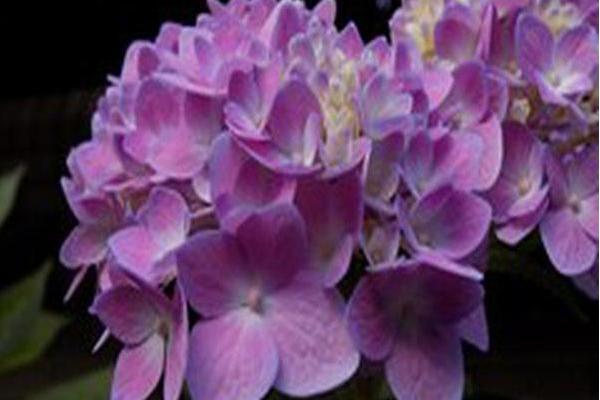Hydrangea macrophylla \x27All Summer Beauty\x27 Hydrangea macrophylla \x27All Summer Beauty\x27