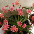 露薇花 露薇花