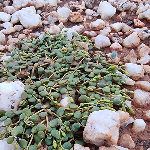 Portulaca cyclophylla
