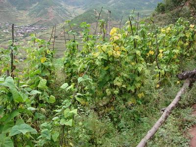 黃頭村特色產業——芸豆種植