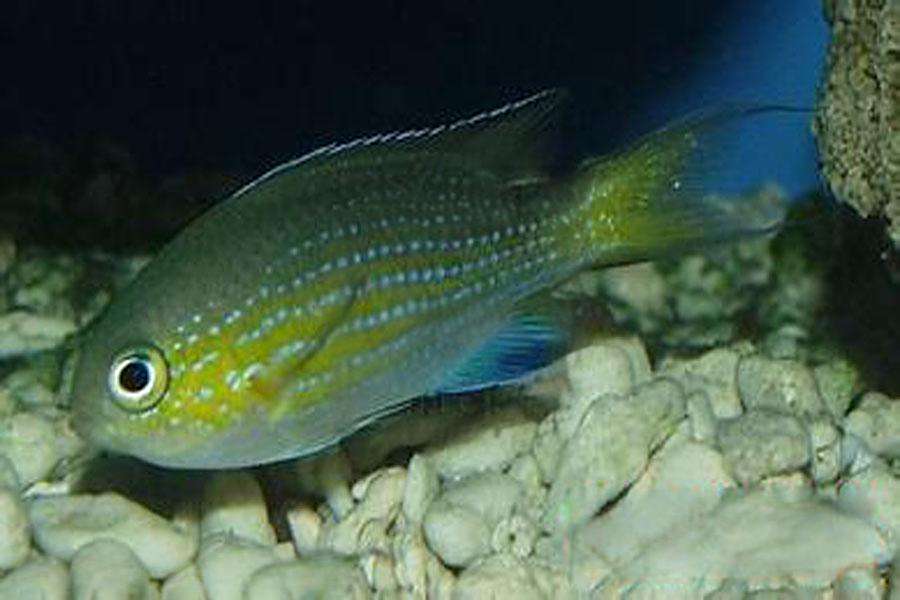 凡氏光鰓魚