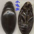 水龜蟲 水龜蟲