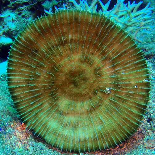 飛盤珊瑚
