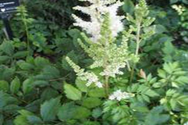 Astilbe chinensis \x27Diamonds and Pearls\x27