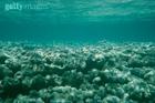 珊瑚礁(珊瑚目的動物形成的海洋生態)