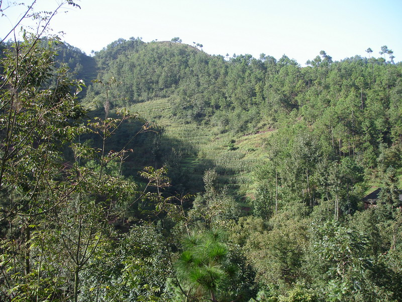 生態林