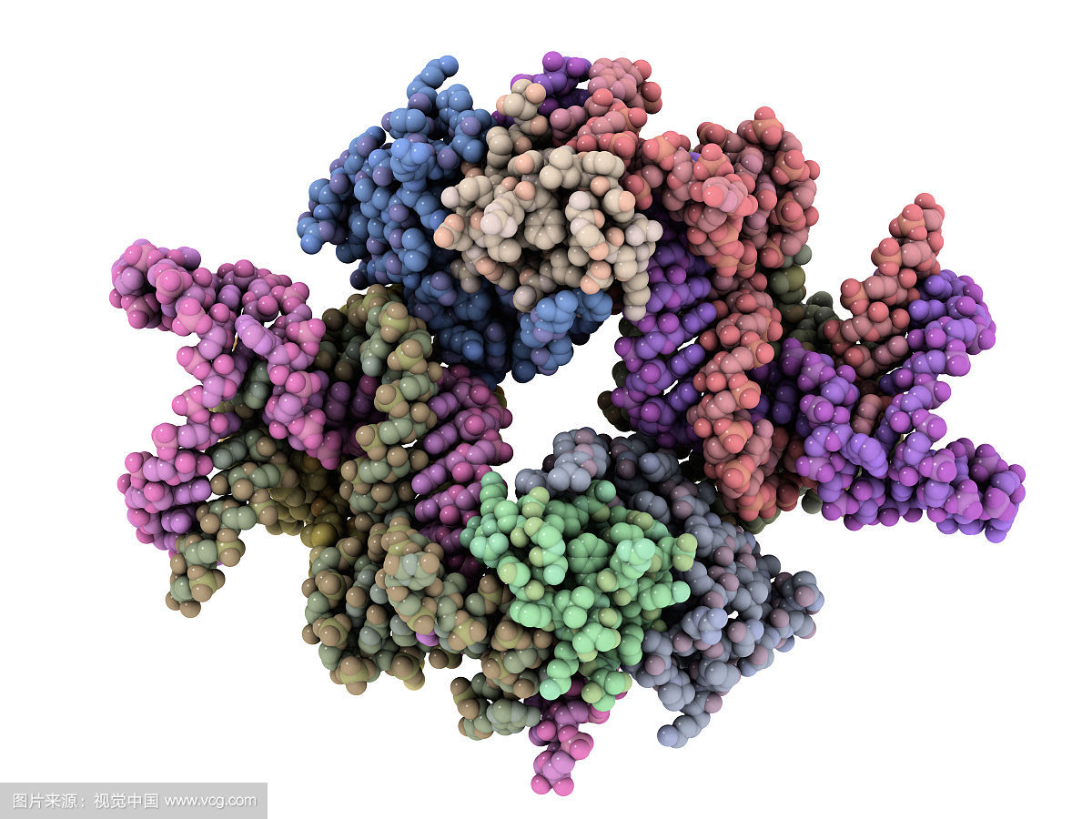 16S 核糖體RNA
