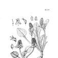 大筒兔耳草 大筒兔耳草